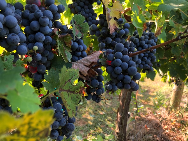 Cabernet sauvignon adalah salah satu varietas anggur merah