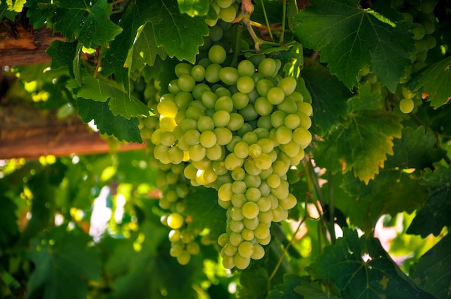 Mengenal varietas anggur chardonnay