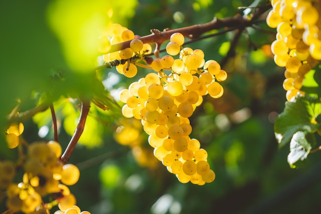 Chardonnay adalah varietas anggur yang memiliki fleksibilitas